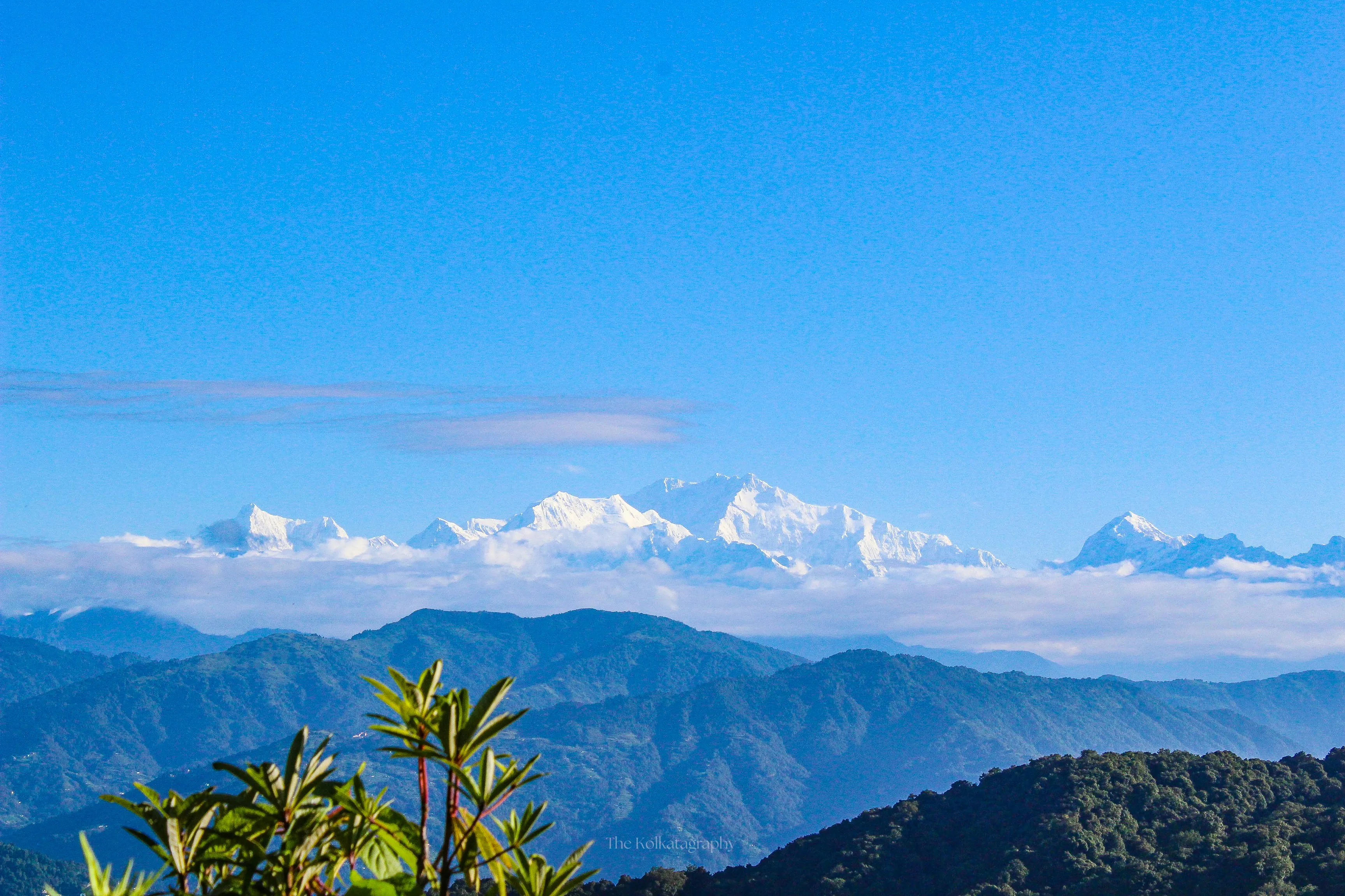 Darjeeling tea gardens with Kanchenjunga in background